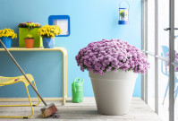 Steun v.v. Hierden, koop een bolchrysant!